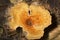 Scaly chanterelle mushroom at the John Hay National Wildlife Refuge