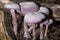 Scaly chanterelle mushroom at the John Hay National Wildlife Refuge