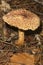 Scaly chanterelle mushroom at the John Hay National Wildlife Refuge