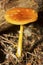 Scaly chanterelle mushroom at the John Hay National Wildlife Refuge