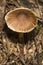 Scaly chanterelle mushroom at the John Hay National Wildlife Refuge