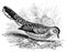 Scaly dove I Antique Bird Illustrations