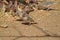 Scaly feathered weaver on ground