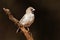 Scaly-feathered weaver perched on a branch