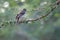 Scaly-feathered weaver on tree branc, Namibia
