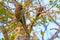 Scaly-headed Parrot, Pionus Maximiliani, perching on a branch in Pantanal, Aquidauana, Mato Grosso Do Sul, Brazil