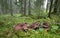 Scaly hedgehog, Sarcodon imbricatus growing among moss