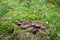 Scaly hedgehog, Sarcodon imbricatus growing among moss