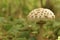 Scaly light mushroom with a collar on the leg grows