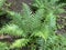 The Scaly male fern Dryopteris affinis, Golden-scaled male fern, Heimischer Goldschuppenfarn oder Goldschuppen-Farn, Å umska