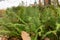 Scaly male fern or Dryopteris Affinis plant in Saint Gallen in Switzerland