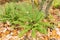 Scaly male fern or Dryopteris Affinis plant in Saint Gallen in Switzerland