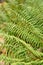 Scaly male fern or Dryopteris Affinis plant in Saint Gallen in Switzerland
