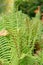 Scaly male fern or Dryopteris Affinis plant in Saint Gallen in Switzerland