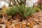 Scaly male fern or Dryopteris Affinis plant in Saint Gallen in Switzerland