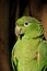 Scaly Naped Amazone Parrot