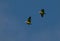 Scaly-naped Parrots on flight