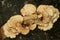 Scaly polypore