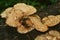 Scaly polypore