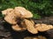 Scaly polypore