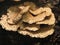 Scaly polypore