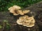 Scaly polypore