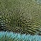 A scaly and prickly texture with hedgehog spines and iguana skin2, Generative AI