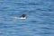 Scaly-sided Merganser