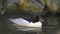 Scaly-sided Merganser