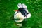 Scaly sided Merganser Chinese Merganser Duck Male Seattle Washiington