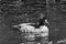 Scaly sided Merganser Chinese Merganser Duck Male Seattle Washington