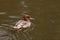 Scaly-sided merganser duck Mergus squamatus