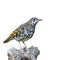 Scaly Thrush bird