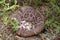 Scaly Tooth Fungi