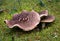 Scaly Tooth fungus on mossy ground