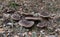 Scaly tooth fungus, Sarcodon squamosus