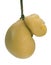 Scamorza cheese