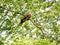 The scamper dove in branch