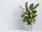 Scandinavian concept. Beautiful house plant kalathea in metal pot on white table. Front view and copy  space