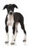 Scandinavian hound puppy standing on white background