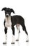 Scandinavian hound puppy standing on white background