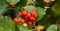 Scandinavian rowan berry on a tree close-up.