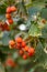 Scandinavian rowan berry on a tree close-up.