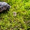 Scandinavian rune Algiz protection, on wet moss.