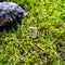 Scandinavian rune Algiz word, advice, on wet moss.