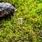 Scandinavian rune of Berkan new idea, baby, on wet moss.