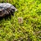 Scandinavian rune Eyvaz messenger, on wet moss.