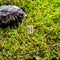 Scandinavian rune Hagal destruction, on wet moss.