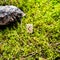 Scandinavian rune Kano fire, beginning, on wet moss.