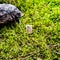 Scandinavian rune Laguz intuition, on wet moss.